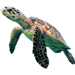 Turtle PNG-24772